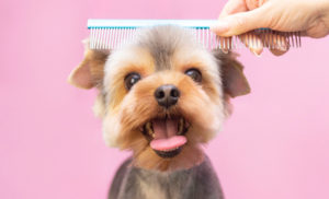 Dog Groomers in Wolverhampton