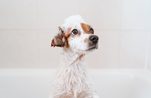 Dog Bath & Dry