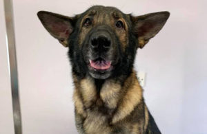 Dog de-shedding