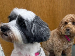 Dog full groom in Wolverhampton