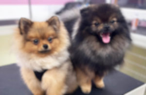 Puppy grooming in Wolverhampton