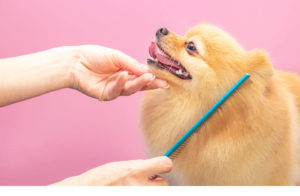 Dog Groomers in Wolverhampton