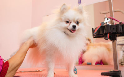 5 Essential Benefits of Regular Dog Grooming