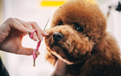 What to Look For in Dog Groomers in Wolverhampton