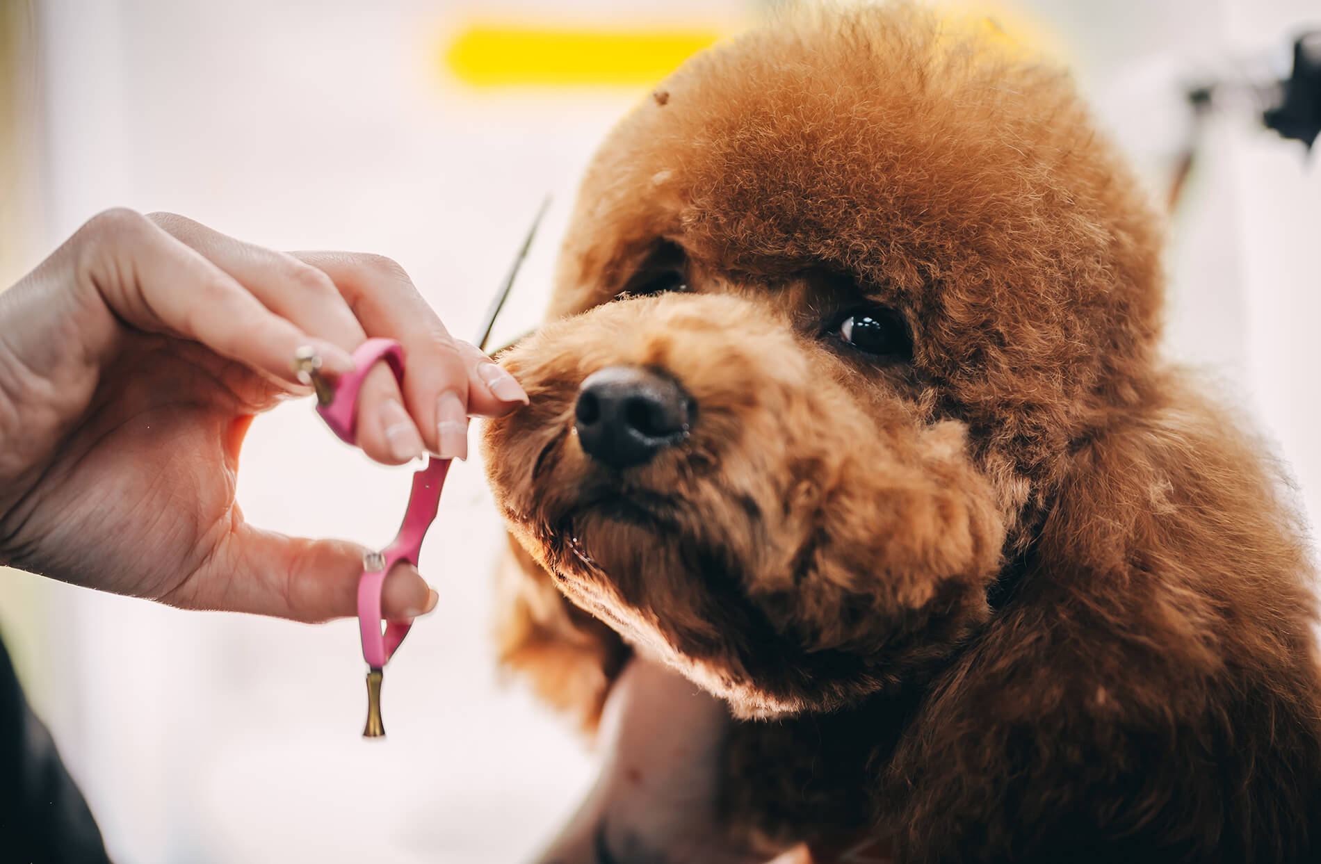 Dog salon in Wolverhampton