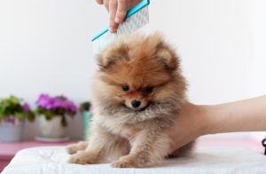 dog de-shedding in Wolverhampton