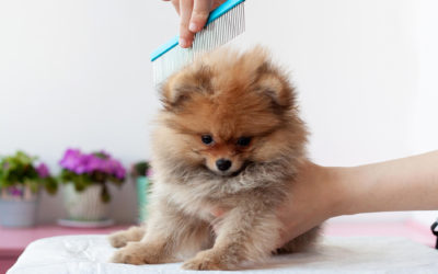 Expert Dog De-Shedding Tips to Reduce Dog Hair in Your Home