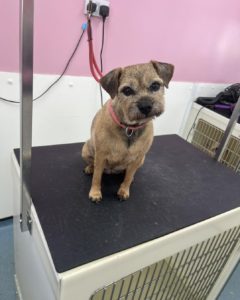 dog grooming