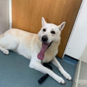 dog grooming