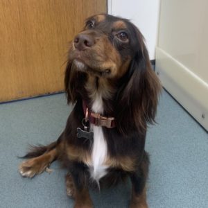 dog grooming