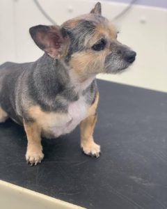 dog grooming