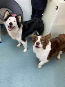 dog grooming