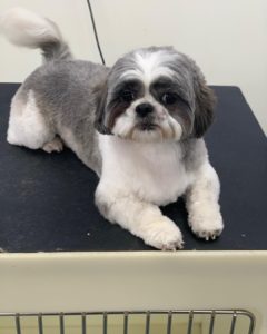 dog grooming