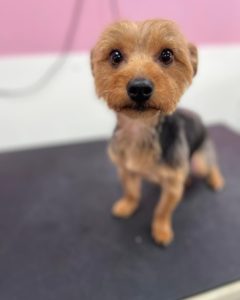 dog grooming